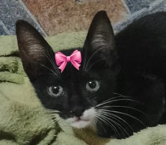 Gato raça SRD-ViraLata idade 2 a 6 meses nome Tina