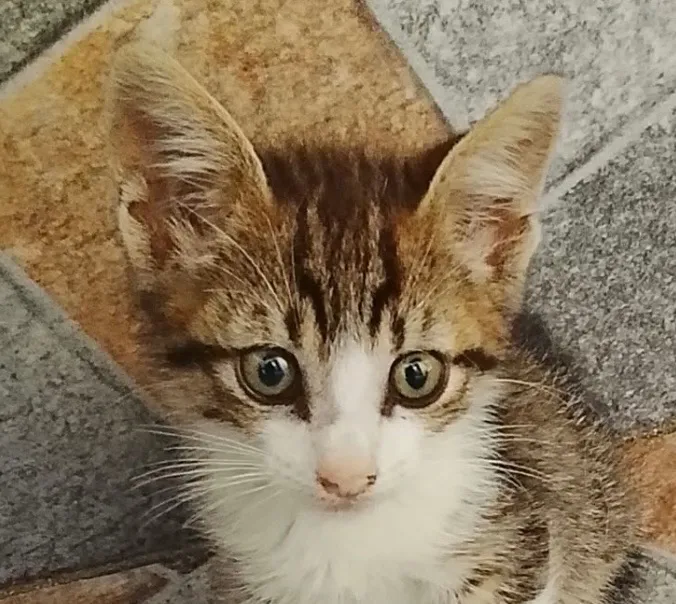 Gato raça SRD-ViraLata idade 2 a 6 meses nome Fred