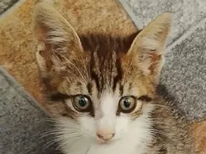 Gato raça SRD-ViraLata idade 2 a 6 meses nome Fred