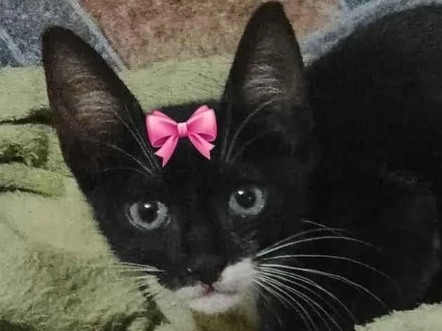Gato raça SRD-ViraLata idade 2 a 6 meses nome Tina