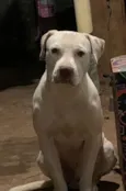 Apolo