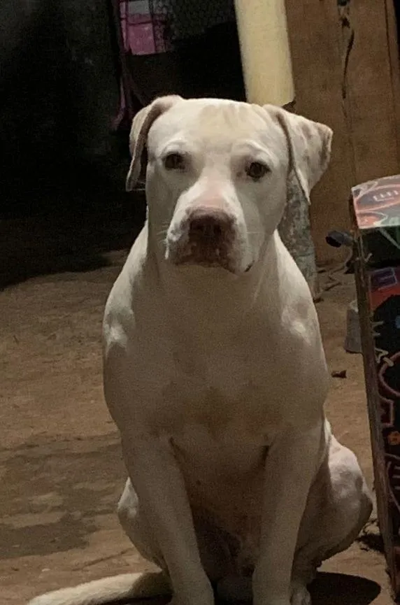 Cachorro raça Pit-Bull idade 2 anos nome Apolo