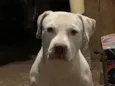Apolo