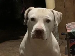 Cachorro raça Pit-Bull idade 2 anos nome Apolo