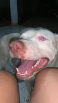 Apolo
