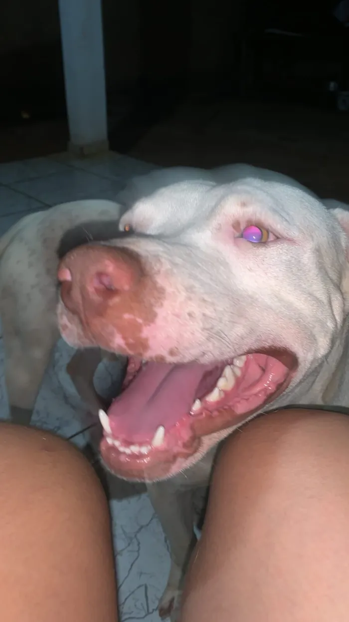 Cachorro raça Pit-Bull idade 2 anos nome Apolo