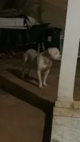Apolo