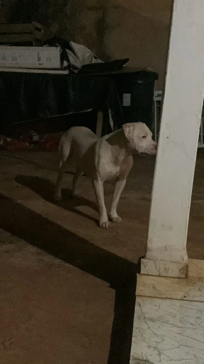 Cachorro raça Pit-Bull idade 2 anos nome Apolo