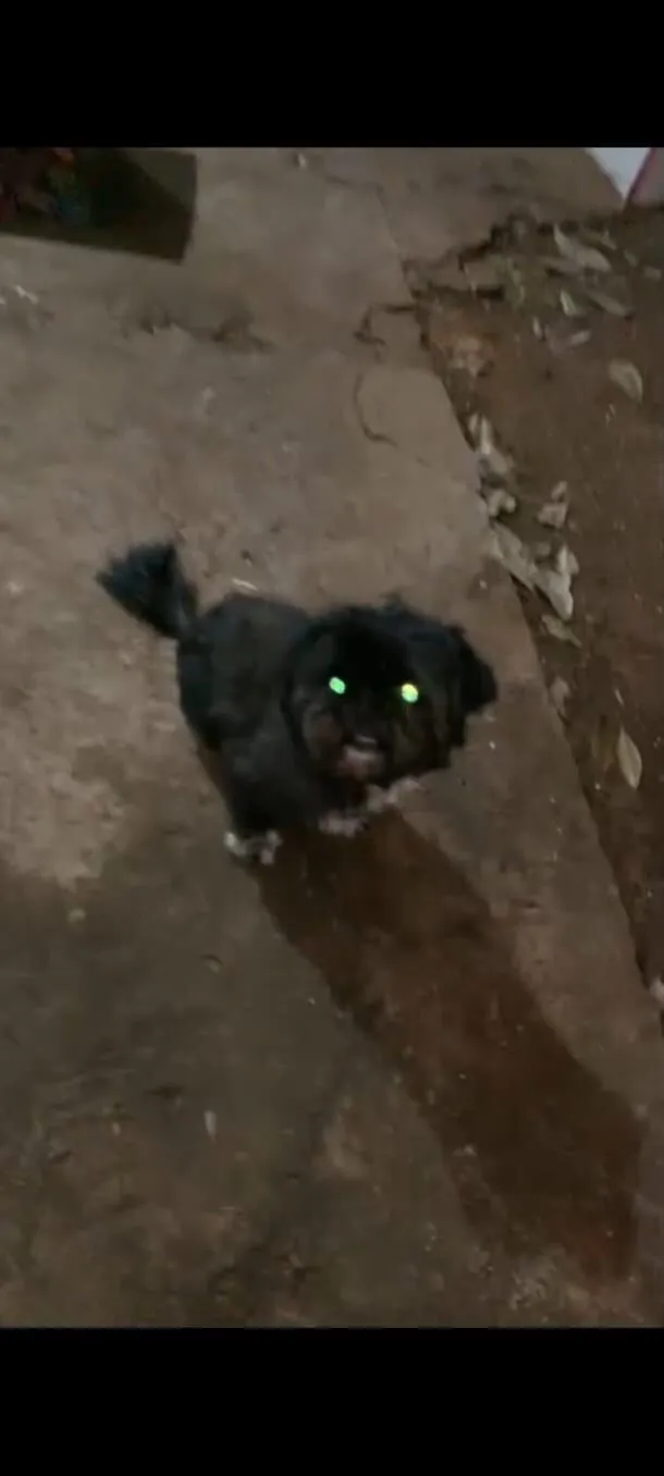 Cachorro raça Shitzu idade 3 anos nome Tom
