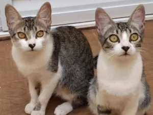 Gato raça SRD-ViraLata idade 2 a 6 meses nome Lilica e Pituca