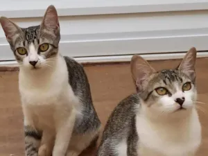 Gato raça SRD-ViraLata idade 2 a 6 meses nome Lilica e Pituca