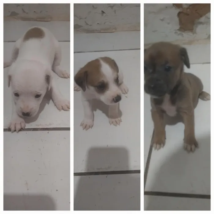 Cachorro raça SRD-ViraLata idade Abaixo de 2 meses nome Sem Nomes