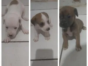 Cachorro raça SRD-ViraLata idade Abaixo de 2 meses nome Sem Nomes
