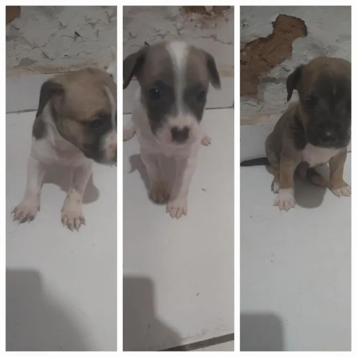Cachorro raça SRD-ViraLata idade Abaixo de 2 meses nome Sem Nomes
