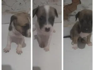 Cachorro raça SRD-ViraLata idade Abaixo de 2 meses nome Sem Nomes