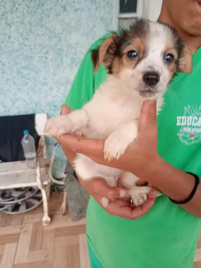Cachorro raça SRD-ViraLata idade 2 a 6 meses nome branca