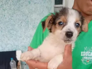 Cachorro raça SRD-ViraLata idade 2 a 6 meses nome branca