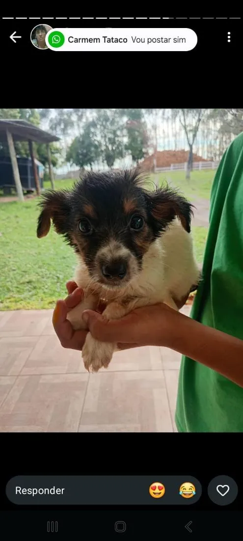 Cachorro raça SRD-ViraLata idade 2 a 6 meses nome branco