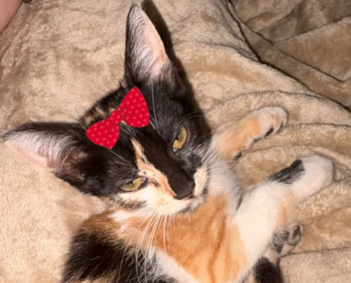 Gato raça SRD-ViraLata idade 2 a 6 meses nome Mel