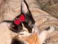 Mel