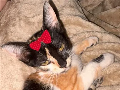 Gato raça SRD-ViraLata idade 2 a 6 meses nome Mel