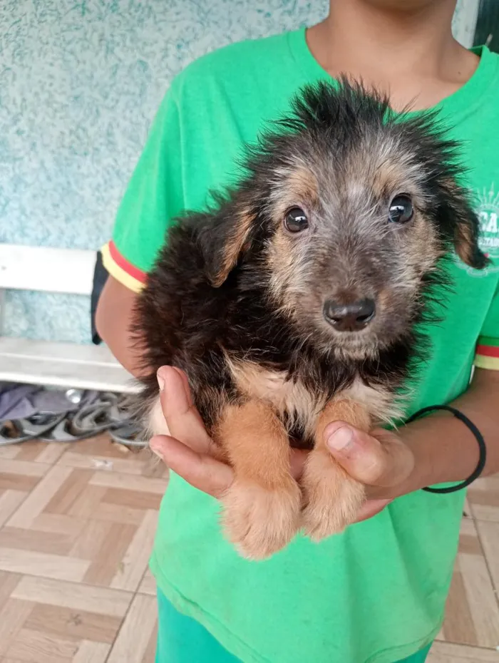 Cachorro raça SRD-ViraLata idade 2 a 6 meses nome pretinho