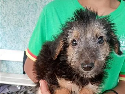 Cachorro raça SRD-ViraLata idade 2 a 6 meses nome pretinho