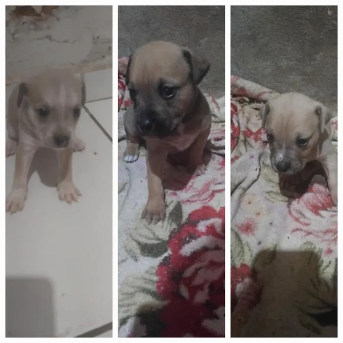 Cachorro raça SRD-ViraLata idade Abaixo de 2 meses nome Sem Nomes