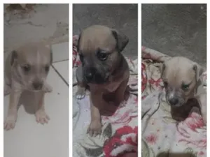 Cachorro raça SRD-ViraLata idade Abaixo de 2 meses nome Sem Nomes