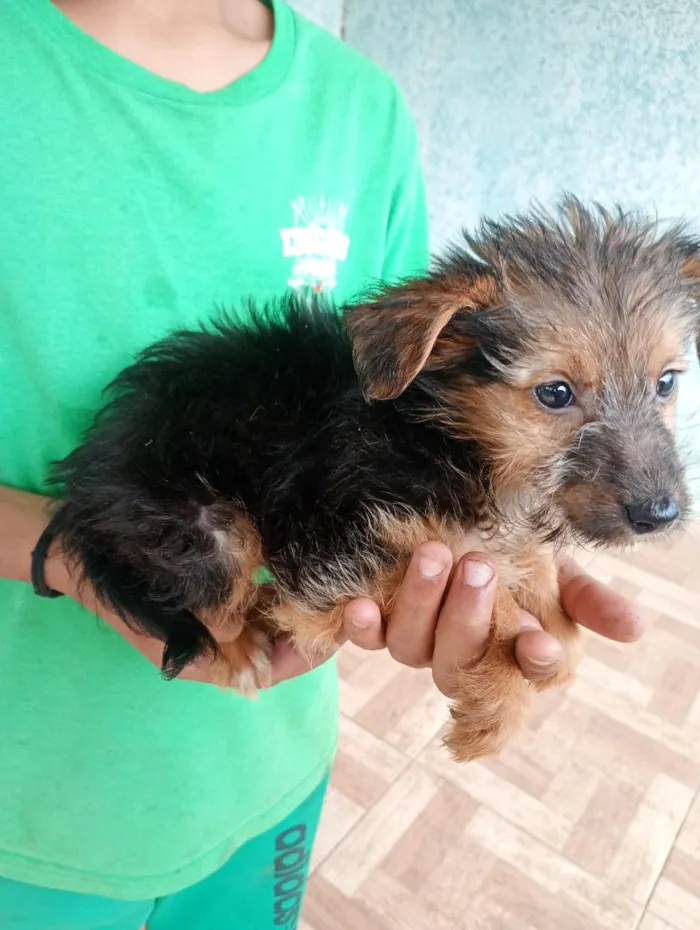 Cachorro raça SRD-ViraLata idade 2 a 6 meses nome pretinha