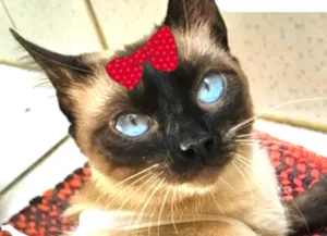 Gato raça Siamês idade 7 a 11 meses nome Ninica
