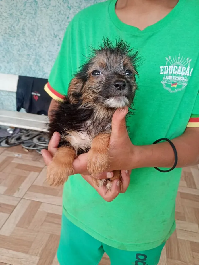 Cachorro raça SRD-ViraLata idade 2 a 6 meses nome menina