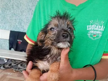 Cachorro raça SRD-ViraLata idade 2 a 6 meses nome menina