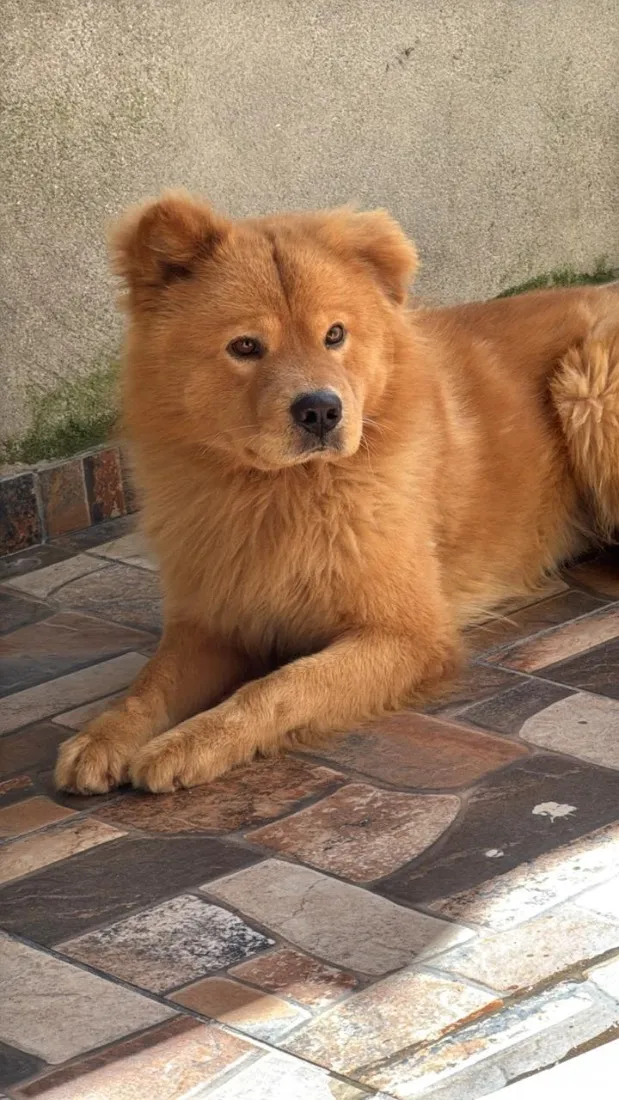 Cachorro raça SRD-ViraLata idade 4 anos nome Bolt