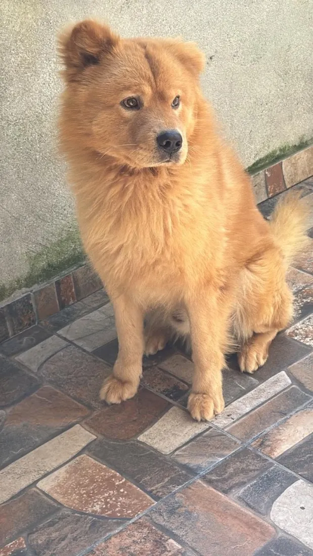 Cachorro raça SRD-ViraLata idade 4 anos nome Bolt
