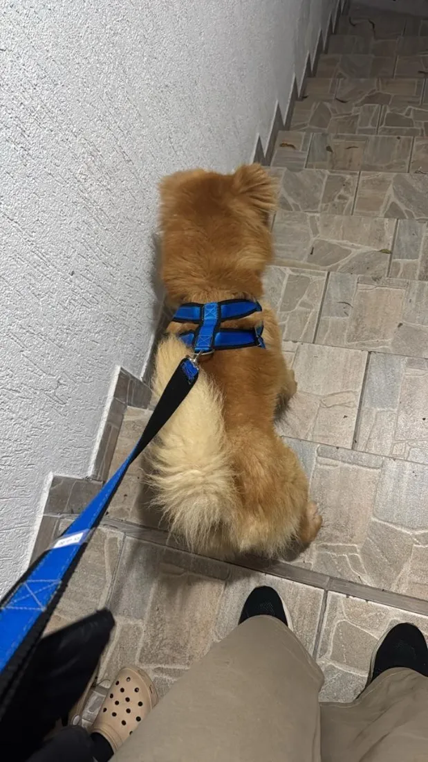 Cachorro raça SRD-ViraLata idade 4 anos nome Bolt