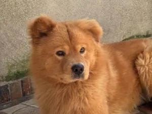 Cachorro raça SRD-ViraLata idade 4 anos nome Bolt