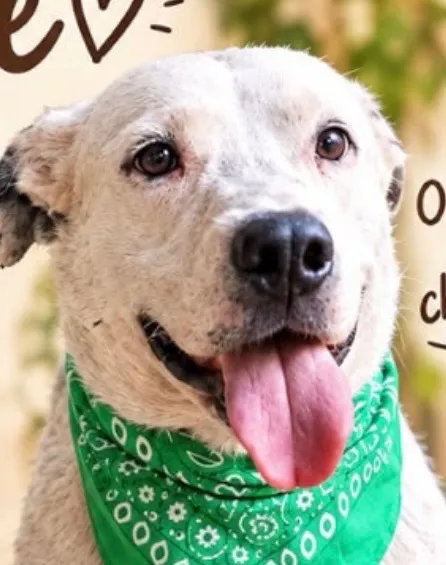 Cachorro raça SRD-ViraLata idade 1 ano nome Apolo