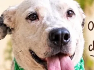 Cachorro raça SRD-ViraLata idade 1 ano nome Apolo
