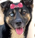 Kiara