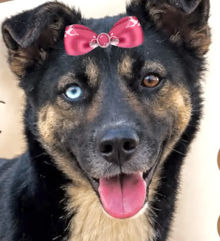 Cachorro raça SRD-ViraLata idade 7 a 11 meses nome Kiara