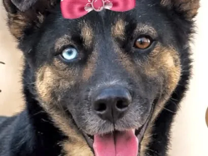Cachorro raça SRD-ViraLata idade 7 a 11 meses nome Kiara