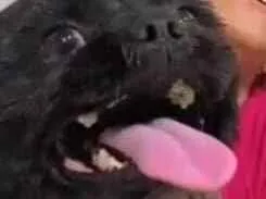 Cachorro raça Shitzu idade 3 anos nome Tom