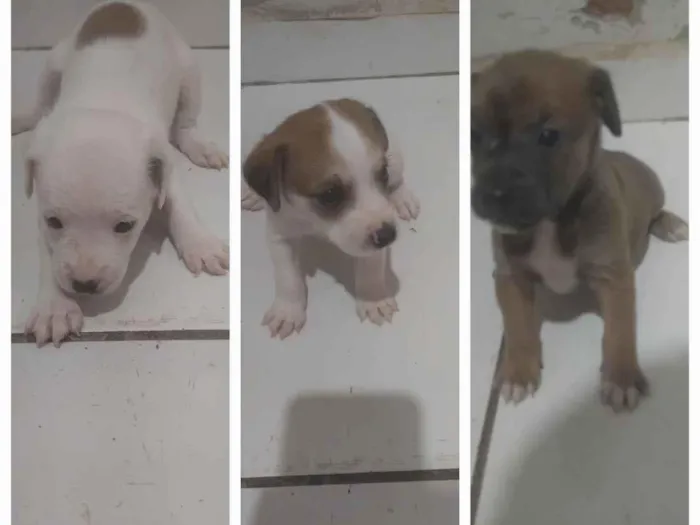 Cachorro raça SRD-ViraLata idade Abaixo de 2 meses nome Sem Nomes