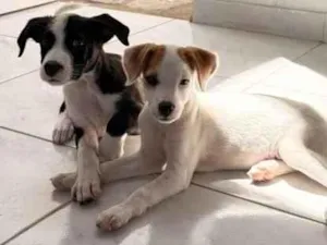 Cachorro raça SRD-ViraLata idade 7 a 11 meses nome Flora