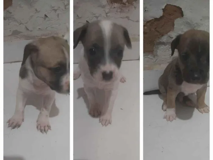 Cachorro raça SRD-ViraLata idade Abaixo de 2 meses nome Sem Nomes