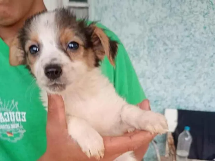 Cachorro raça SRD-ViraLata idade 2 a 6 meses nome branca