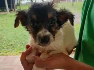 Cachorro raça SRD-ViraLata idade 2 a 6 meses nome branco