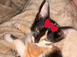 Gato raça SRD-ViraLata idade 2 a 6 meses nome Mel