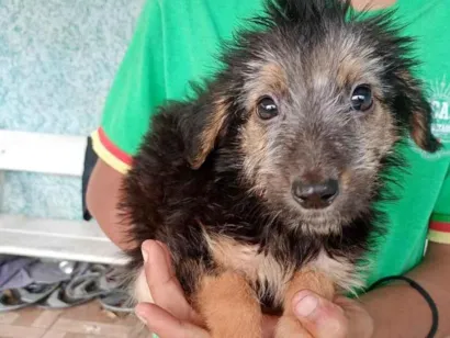 Cachorro raça SRD-ViraLata idade 2 a 6 meses nome pretinho